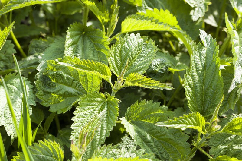 Fresh nettles stock photo. Image of stinging, meadow 223628592