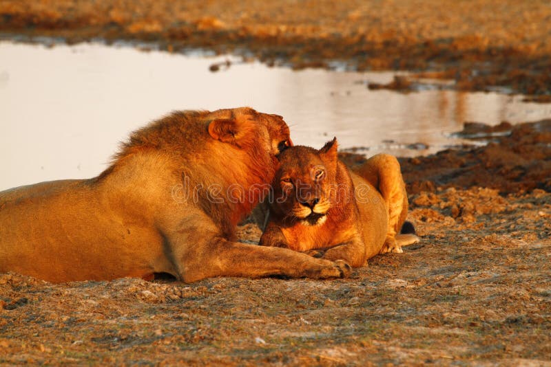 Pride of Africa The Regal Lion