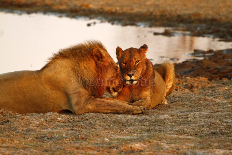 Pride of Africa The Regal Lion