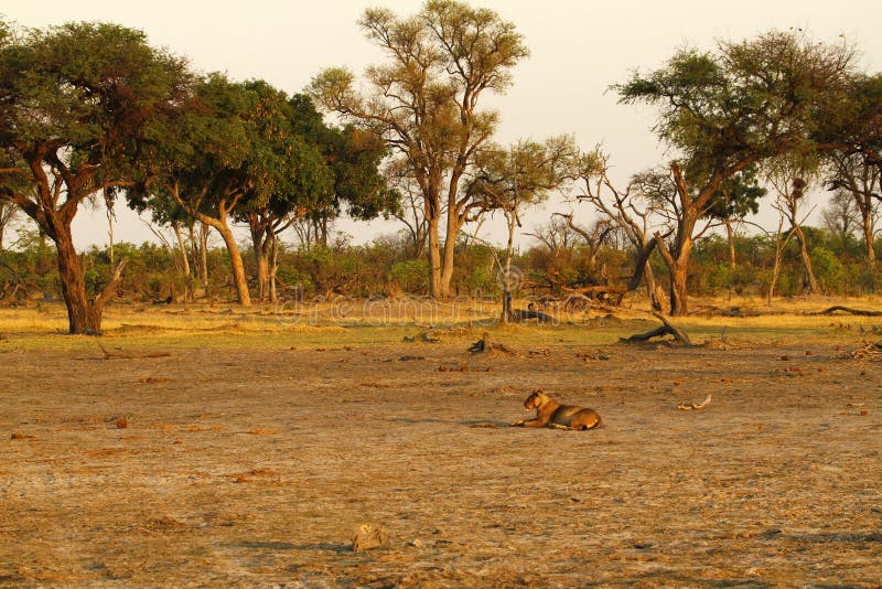 Pride of Africa The Regal Lion