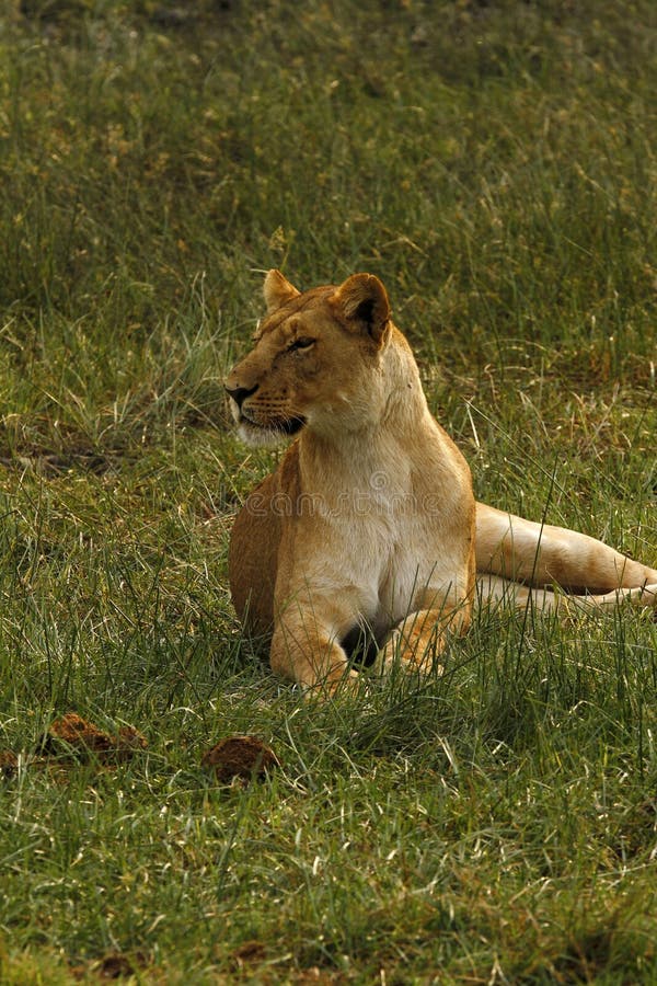 Pride of Africa The Regal Lion