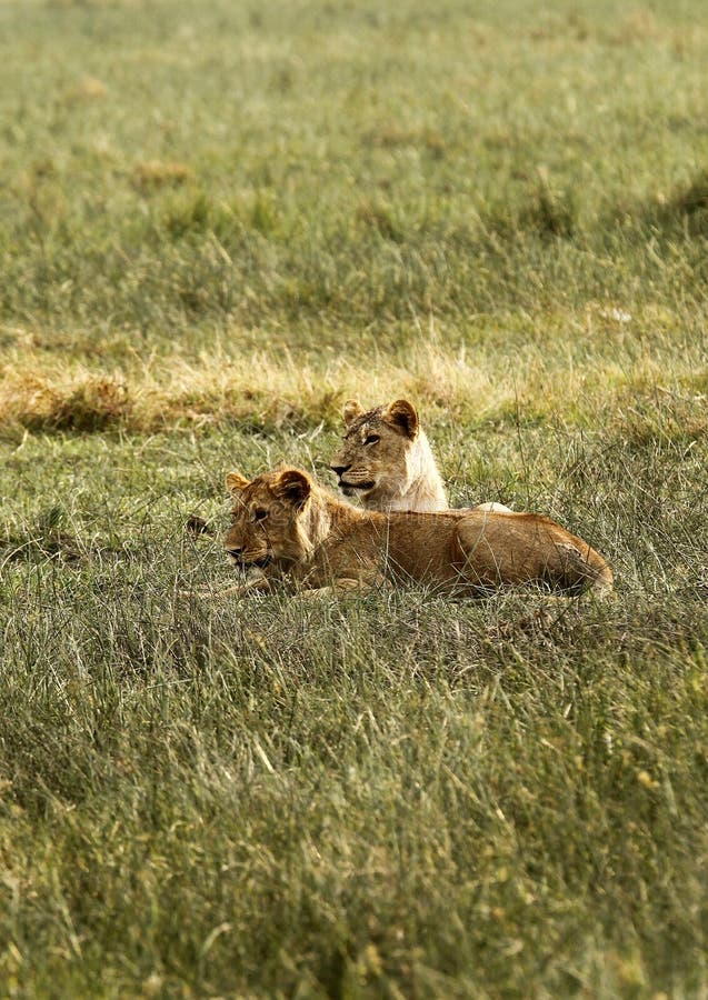 Pride of Africa The Regal Lion