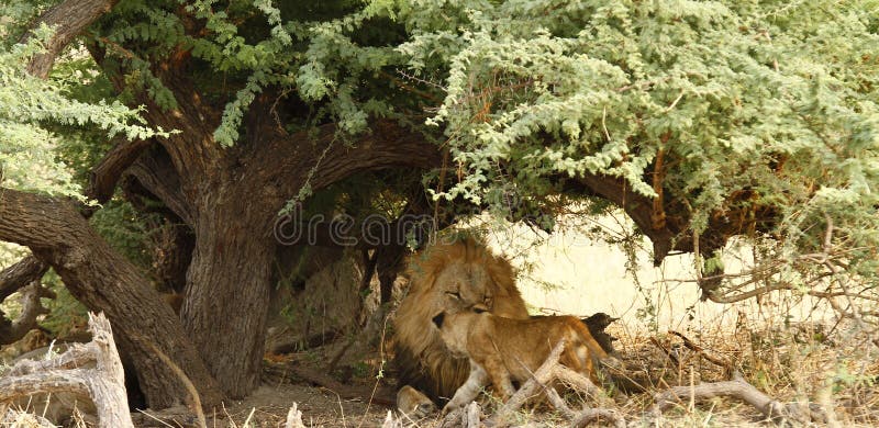 Big Daddy Male Lion with junior