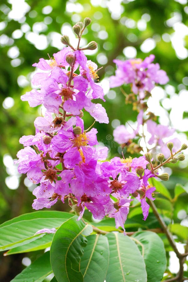 Pride of India flower stock photo. Image of india, nation 40277838