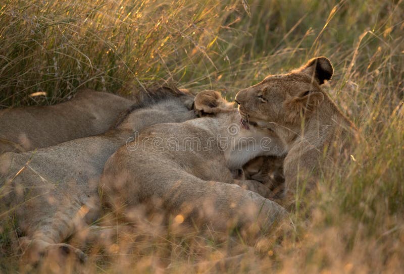 A Lion Pride Resting in the Grassland of Masai Mara, Kenya Stock Photo Image of national, cats