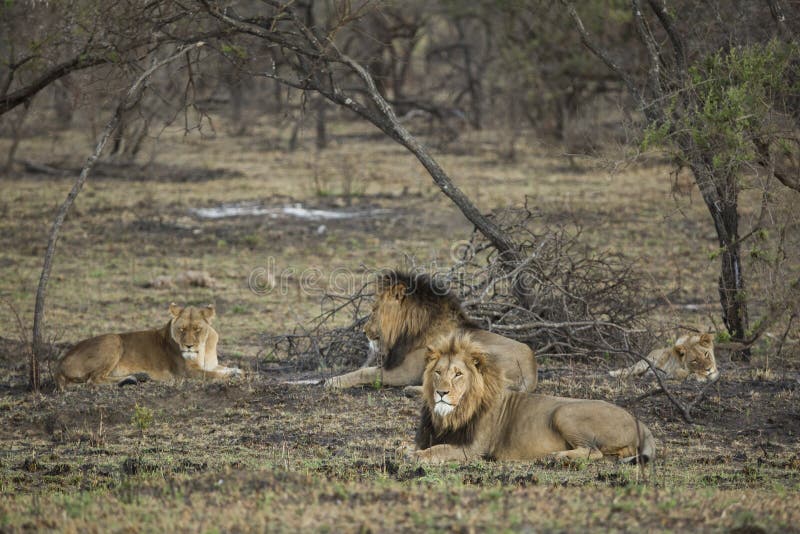 Pride of Lions South Africa stock image Pride of Lions South Africa stock image