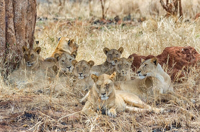 Pride of six lions, Tarangire National Park, Manyara, Africa royalty free stock photography Pride of six lions, Tarangire National Park, Manyara, Africa royalty free stock photography