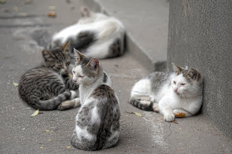 Pride of stray cats stock photo. Image of adorable, kittens 22820254