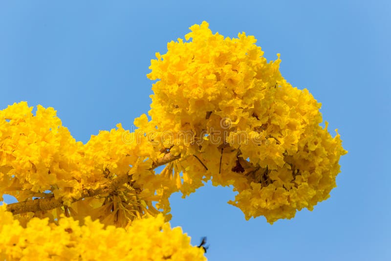 Pridiyathorn jaune, fleur jaune photo stock