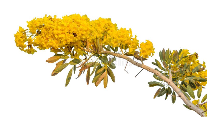 Pridiyathorn jaune, fleur jaune photos libres de droits