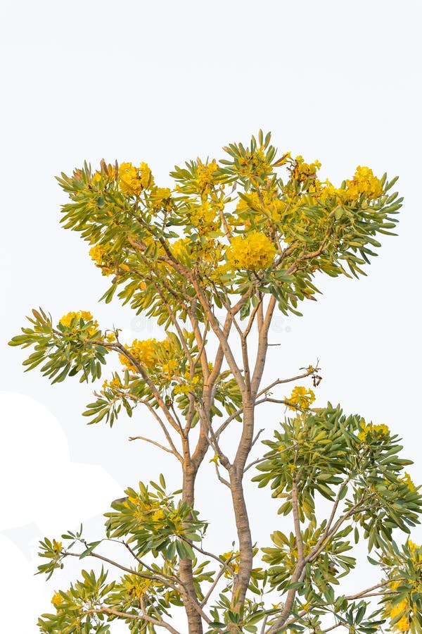 Pridiyathorn jaune, fleur jaune image stock