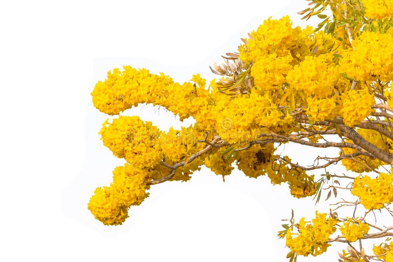 Pridiyathorn jaune, fleur jaune image libre de droits