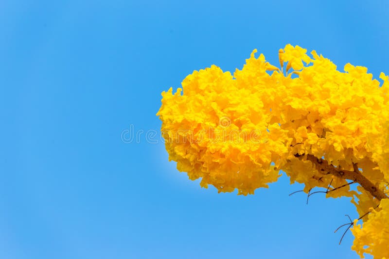 Pridiyathorn jaune, fleur jaune en nature photographie stock