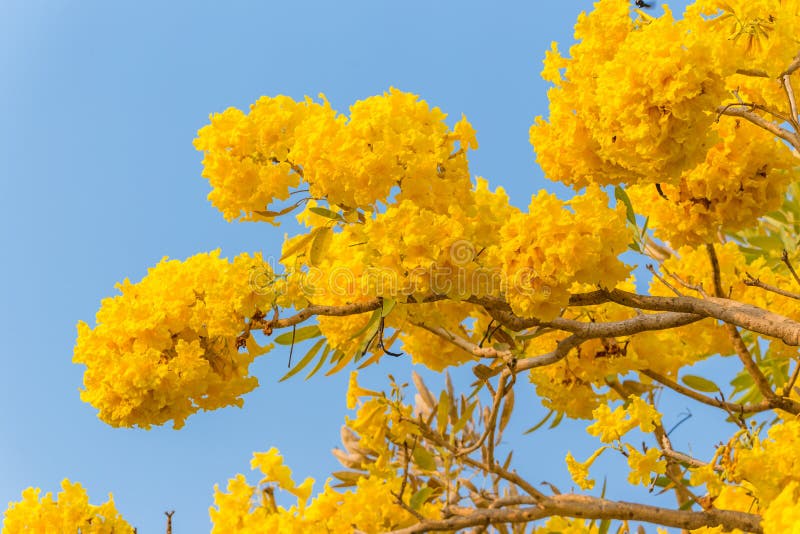 Pridiyathorn jaune, fleur jaune en nature images stock