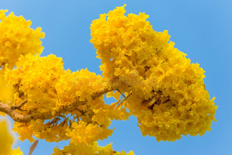 Pridiyathorn jaune, fleur jaune en nature photos libres de droits