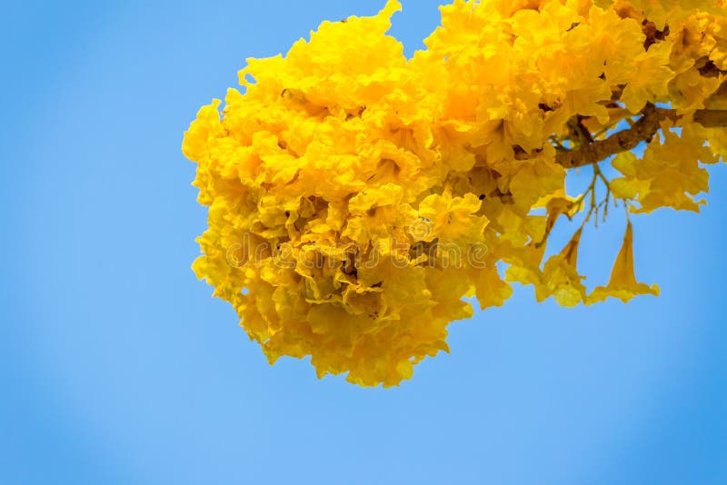 Pridiyathorn jaune, fleur jaune en nature image stock