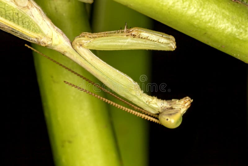 Prier-mantes sur la fin de feuille vers le haut de la photo - macro photo des Prier-mantes photographie stock libre de droits Prier-mantes sur la fin de feuille vers le haut de la photo - macro photo des Prier-mantes photographie stock libre de droits