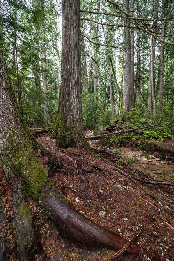 Cedar Forest at Priest Lake State Park, Idaho. Cedar Forest at Priest Lake State Park, Idaho