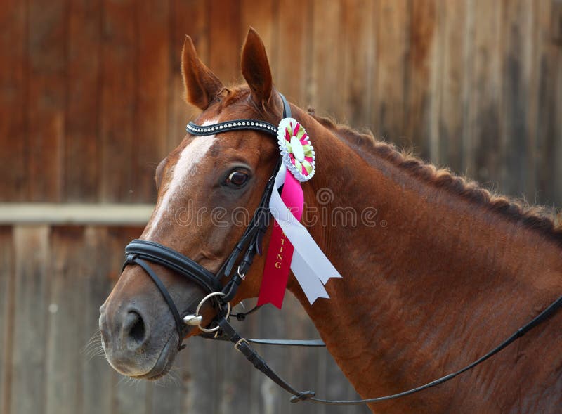 Beneden afronden Beneden afronden Wegversperring Prijs-winnend Paard Bij Een Show Stock Afbeelding - Image of  landbouwbedrijf, schoonheid: 39618295