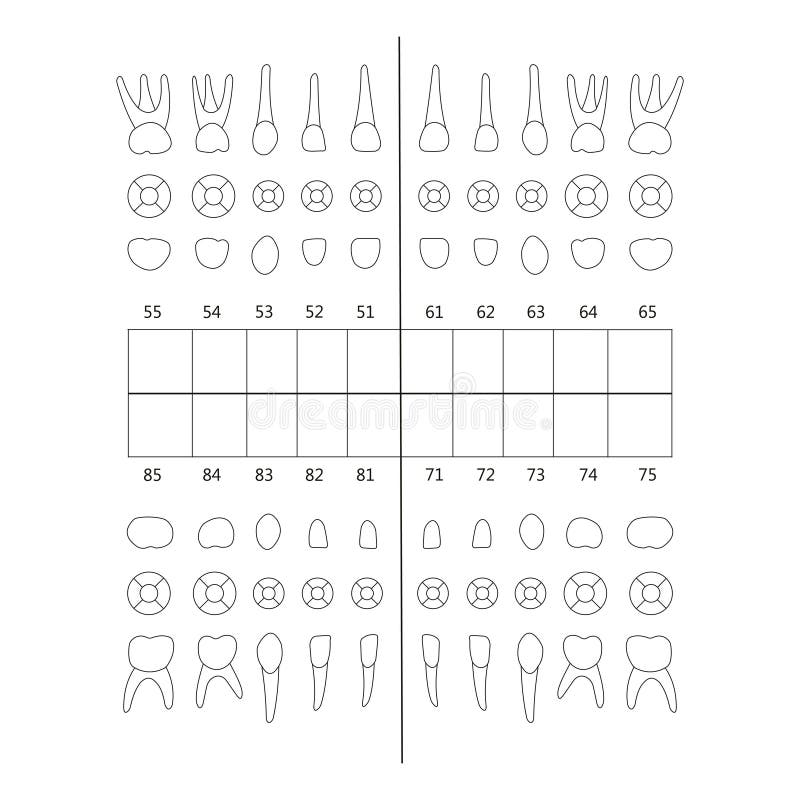 Incisor Tooth Anatomy Structure Including The Bone And Gum And Detail ...