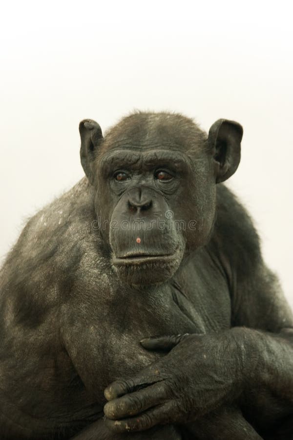 Chimpanzés, Chimpanzés, Animais Selvagens, Isolados, Ape Foto de Stock -  Imagem de isolado, macaco: 165389958