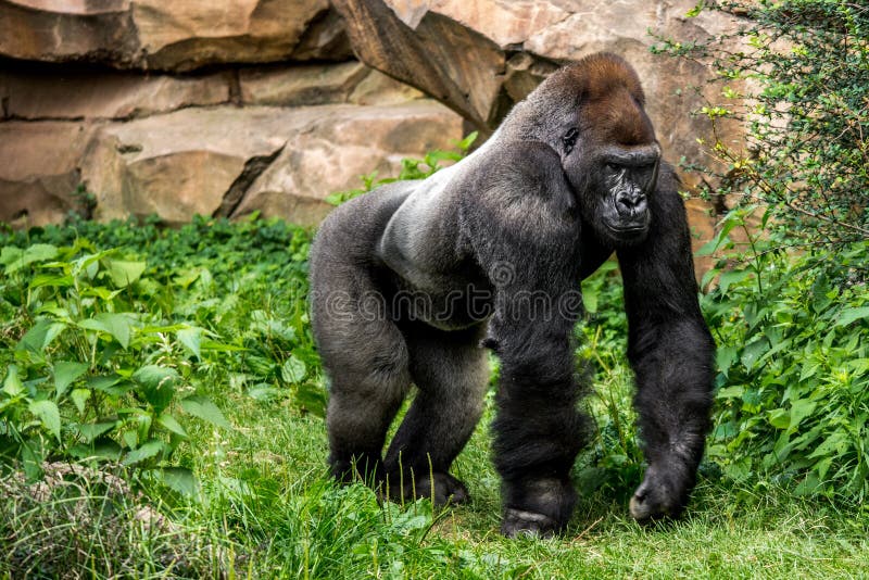 Big strong gorilla male primate walking in the grass in his habitat. Big strong gorilla male primate walking in the grass in his habitat.