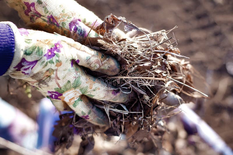 Primavera che riordina: vicino su delle mani del giardiniere in guanti di lavoro che raccolgono le vecchie foglie e vetro asciutt immagine stock libera da diritti Primavera che riordina: vicino su delle mani del giardiniere in guanti di lavoro che raccolgono le vecchie foglie e vetro asciutt immagine stock libera da diritti