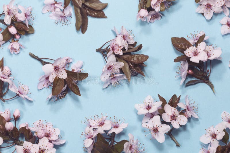 Primavera Cherry Blossom fotografia stock Primavera Cherry Blossom fotografia stock