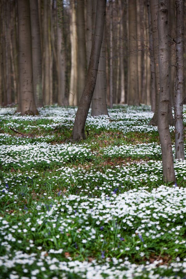 Primavera em hallerbos  fotos de stock royalty free