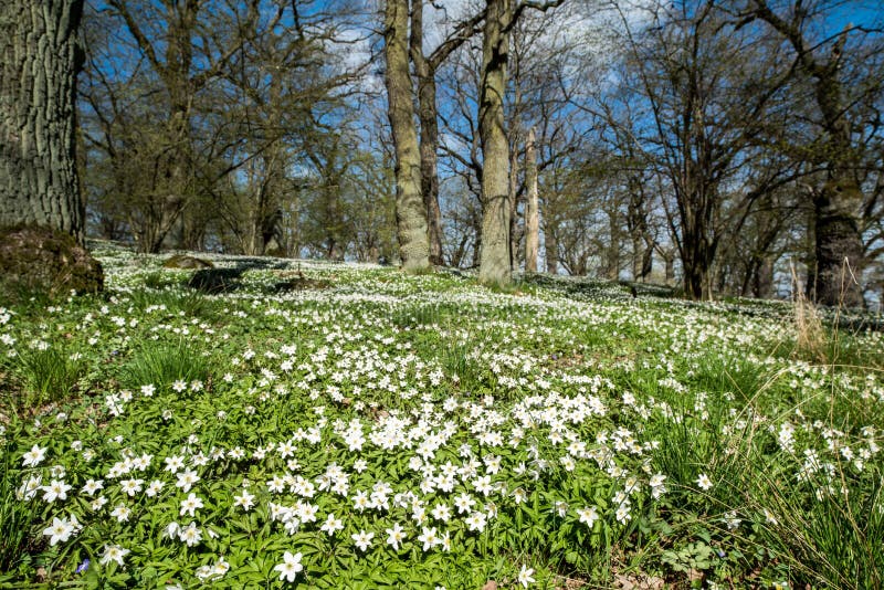 Primavera en Suecia fotografía de archivo