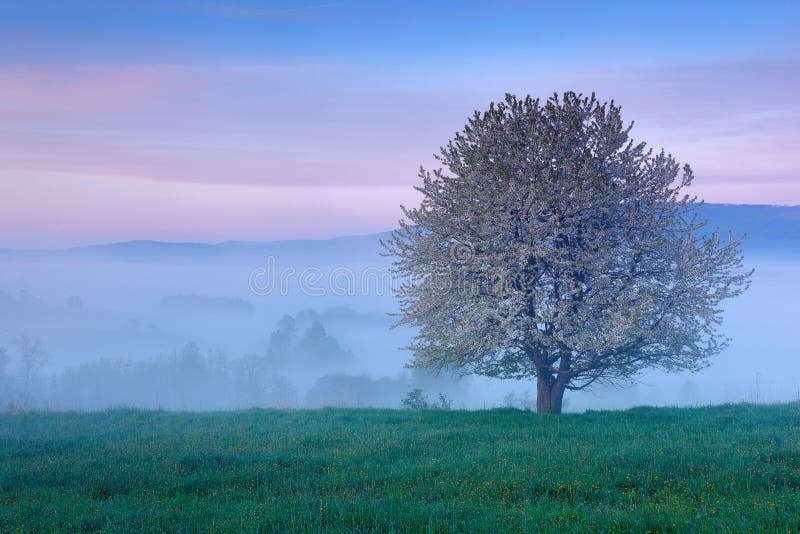 Beautiful spring in landscape. Foggy summer morning in the mountains. Blooming tree on the hill with fog. Tree from Sumava mountain, Czechia. Beautiful spring in landscape. Foggy summer morning in the mountains. Blooming tree on the hill with fog. Tree from Sumava mountain, Czechia.