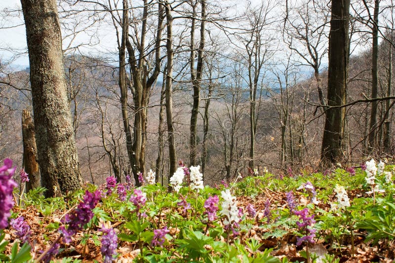 Primavera nella fioritura della foresta decidua del faggio fotografia stock libera da diritti Primavera nella fioritura della foresta decidua del faggio fotografia stock libera da diritti