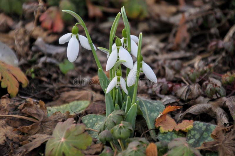 Primavera no parque imagens de stock royalty free