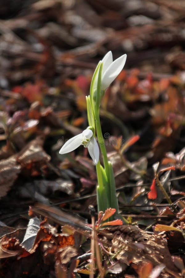 Primavera no parque imagens de stock royalty free