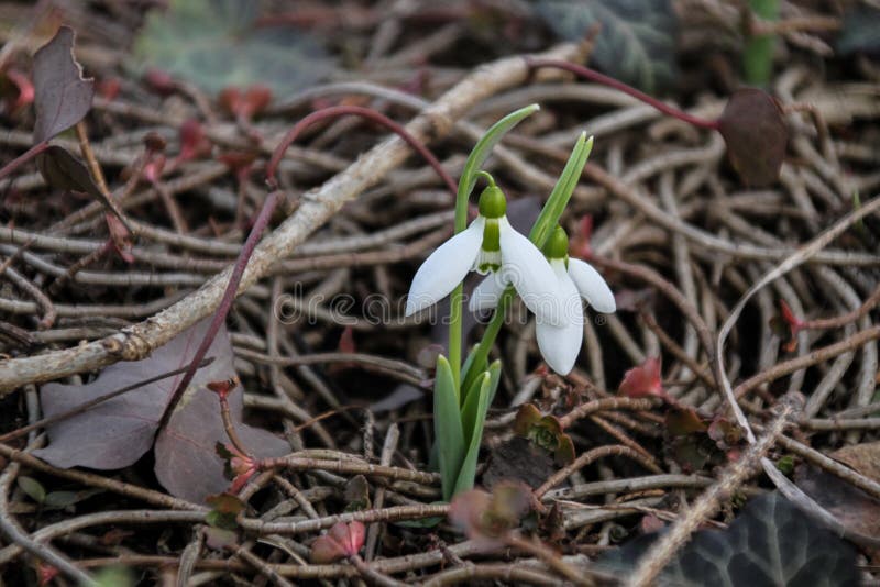 Primavera no parque foto de stock