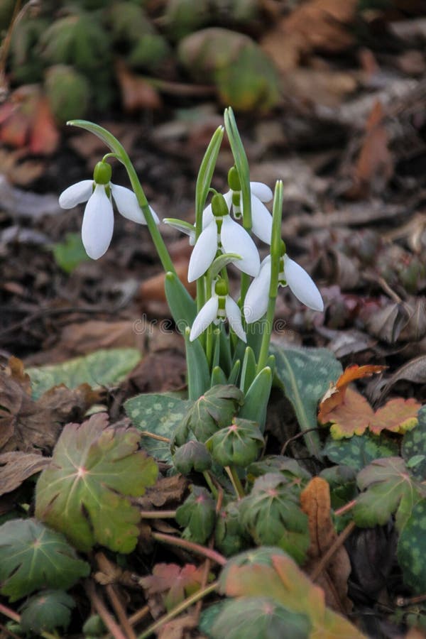Primavera no parque foto de stock royalty free