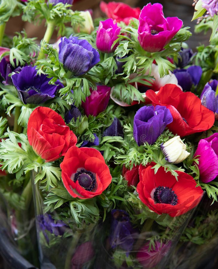 Primavera Ramos hermosos de flores del coronaria de la anémona en colores rojos, azules, violetas en la tienda del jardín foto de archivo Primavera Ramos hermosos de flores del coronaria de la anémona en colores rojos, azules, violetas en la tienda del jardín foto de archivo