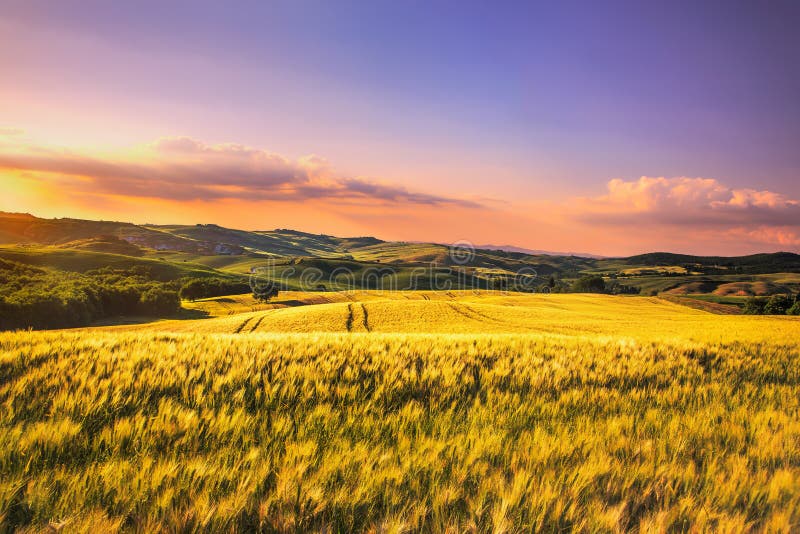 Primavera, Rolling Hills y trigo de Toscana en puesta del sol Siena l rural imagenes de archivo Primavera, Rolling Hills y trigo de Toscana en puesta del sol Siena l rural imagenes de archivo