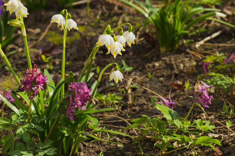 primavera: Snowdrops brancos no canteiro de flores