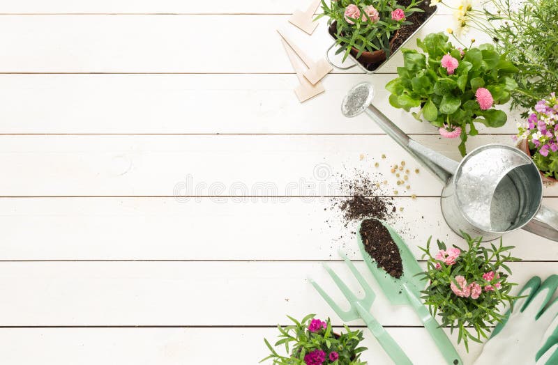 Primavera - strumenti e fiori di giardinaggio in vasi su legno bianco