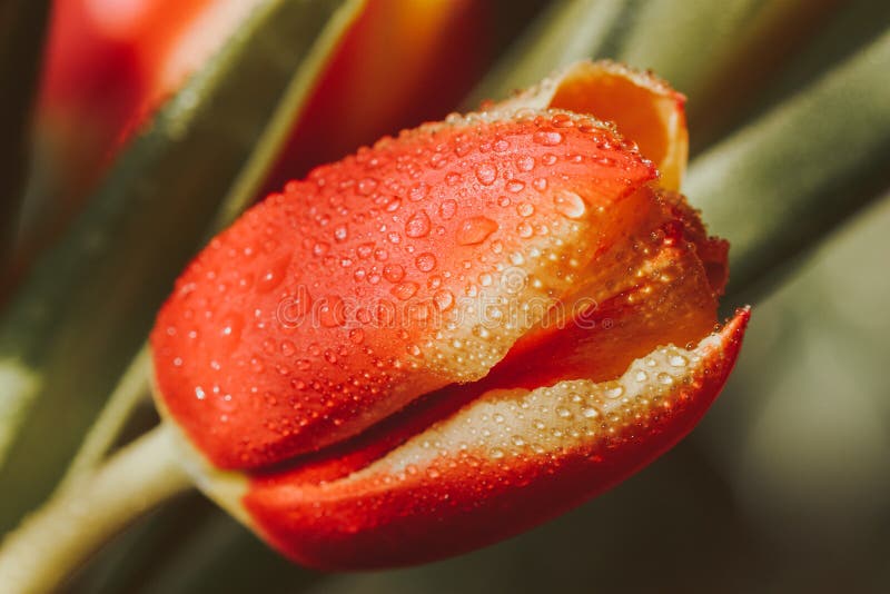 Primavera, tulipán rojo con descensos de rocío imagen de archivo Primavera, tulipán rojo con descensos de rocío imagen de archivo