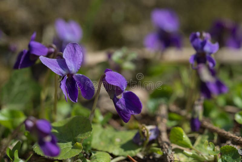 Primavera, viole selvatiche dolci su sfondo naturale fotografia stock Primavera, viole selvatiche dolci su sfondo naturale fotografia stock