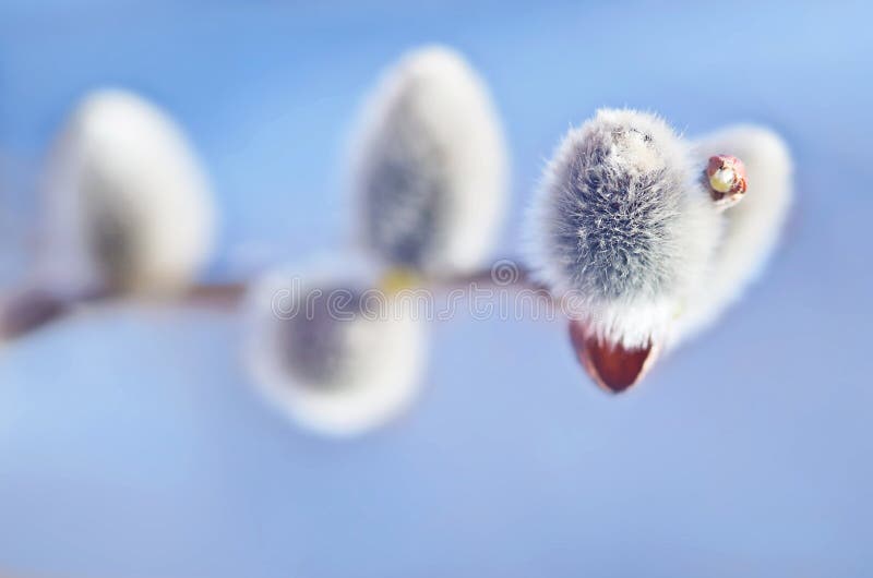 Primavera Willow Bud en fondo azul imagen de archivo libre de regalías Primavera Willow Bud en fondo azul imagen de archivo libre de regalías