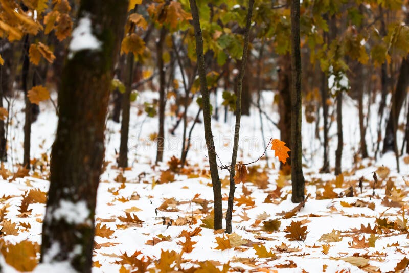 Prime precipitazioni nevose in parco urbano nel giorno di autunno fotografia stock Prime precipitazioni nevose in parco urbano nel giorno di autunno fotografia stock