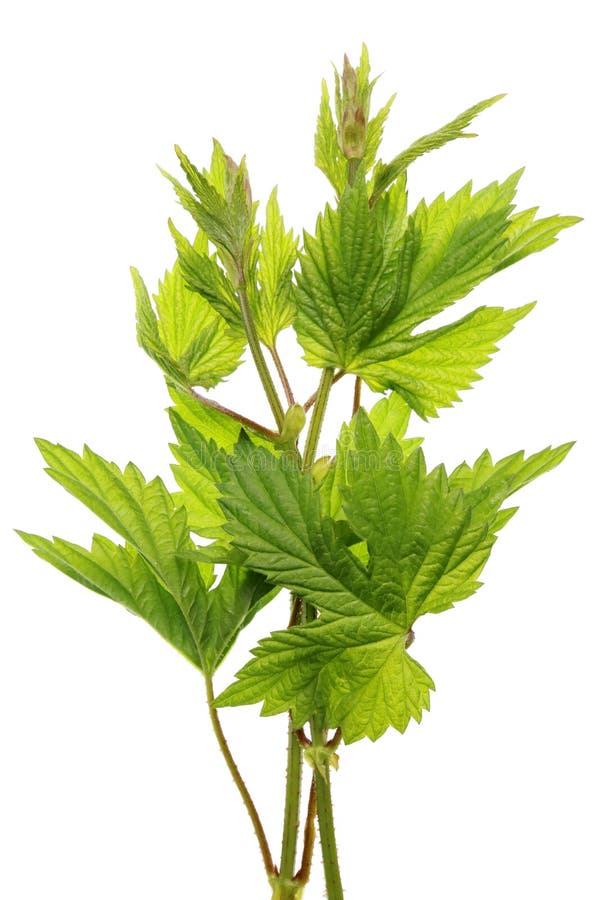 A primeira mola abril sae e os galhos da planta da liana dos lúpulos imagens de stock A primeira mola abril sae e os galhos da planta da liana dos lúpulos imagens de stock