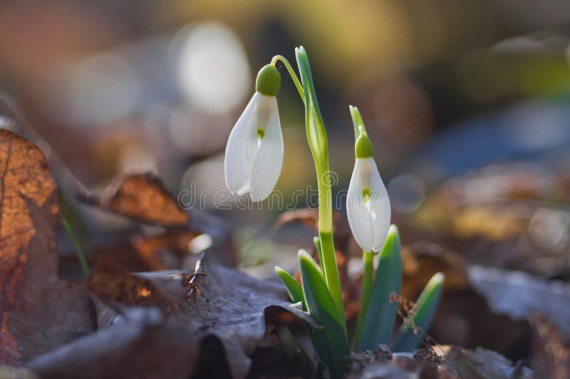 A primeira mola floresce snowdrops fotografia de stock royalty free A primeira mola floresce snowdrops fotografia de stock royalty free