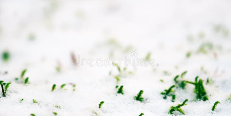 a primeira neve caiu em plantas verdes e amarelas do outono fotos de stock royalty free a primeira neve caiu em plantas verdes e amarelas do outono fotos de stock royalty free
