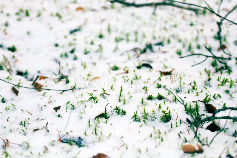 a primeira neve caiu em plantas verdes e amarelas do outono fotografia de stock a primeira neve caiu em plantas verdes e amarelas do outono fotografia de stock