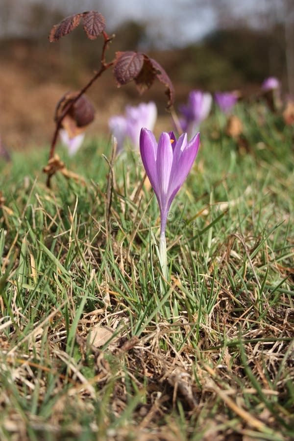 Primeiros frutos das flores A mola está vindo aqui as primeiras plantas da flor de março, a boa estação chegam fotografia de stock Primeiros frutos das flores A mola está vindo aqui as primeiras plantas da flor de março, a boa estação chegam fotografia de stock