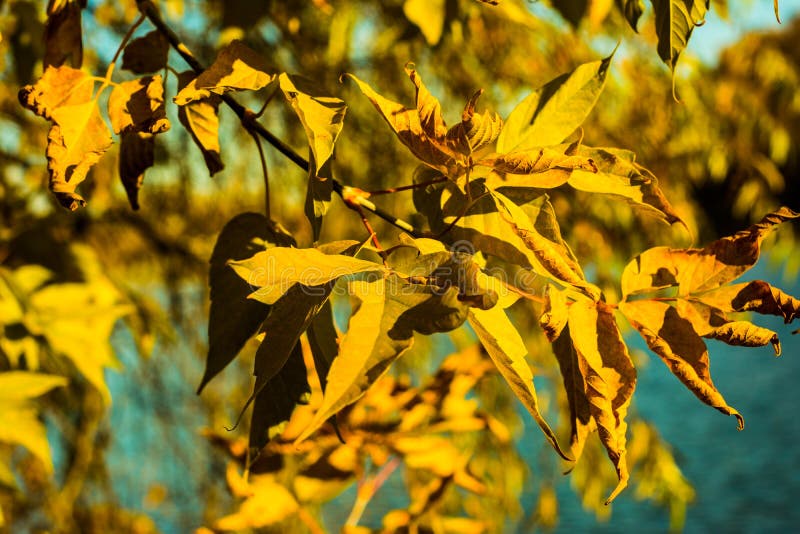 Primer amarillo de las hojas de otoño en fondo del cielo azul fotografía de archivo libre de regalías Primer amarillo de las hojas de otoño en fondo del cielo azul fotografía de archivo libre de regalías